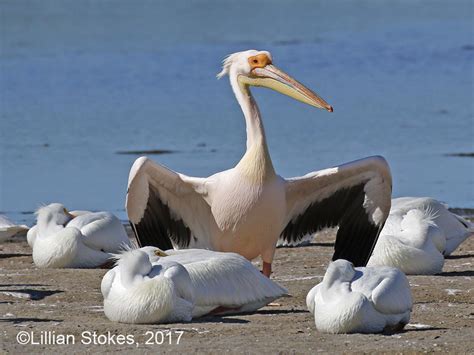 Stokes Birding Blog Mega Rare Great White Pelican More Photos