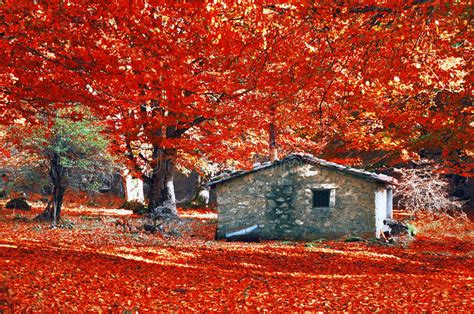 House In Autumn Forest Stock Photo Image Of Tree Pastoral 32380698