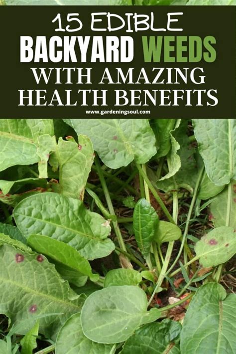 15 Edible Backyard Weeds With Amazing Health Benefits