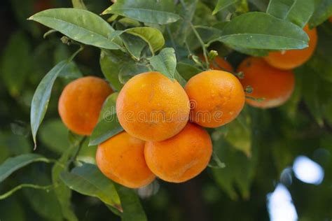 Orange Tree Fruits Stock Image Image Of Nature Health 152179895