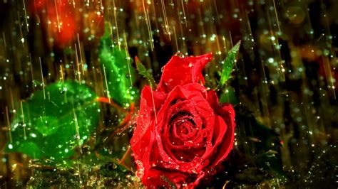 Rose In Rain Hd Wallpaper Background Image 1920x1080 Id425817