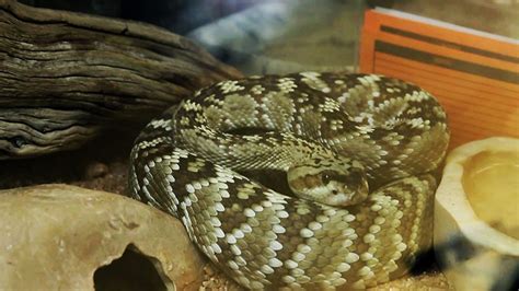 Arizona Lawmaker Wants To Allow Shooting Rat And Snake Shot Within City