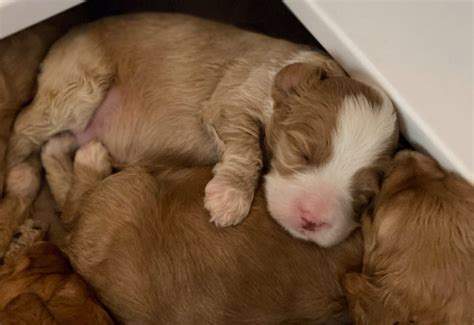 Currently barksdale is only accepting reservations for medium barksdale authentic australian labradoodles. Majestic Australian Labradoodle Puppies for Sale | Winston ...
