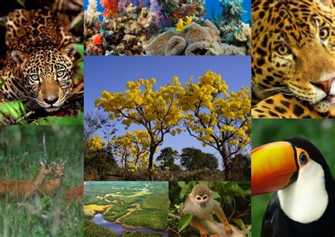 Conheça O Diagnóstico Da Biodiversidade Brasileira Através Desta