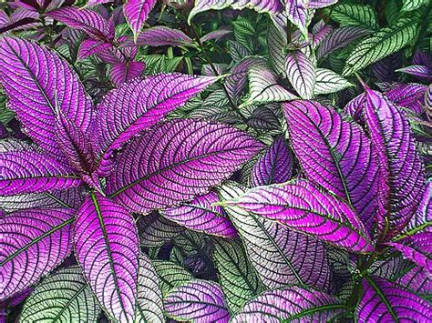 Photo Gallery The Amazing Colors And Patterns Of Tropical Foliage