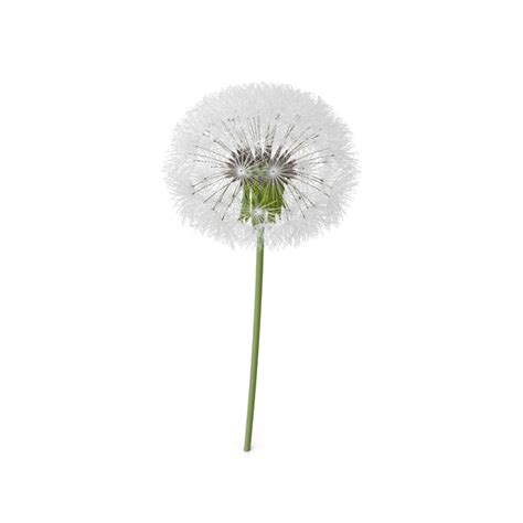 Dandelion Png Image Png All Png All