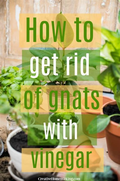 Same way you get rid of any tattoo, you have 3 options: How to Get Rid of Gnats with Vinegar - Creative Homemaking