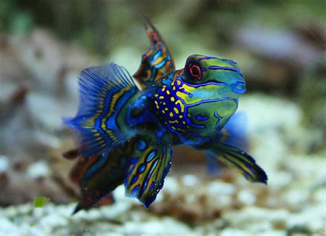 Mandarin Fish Wallpaper