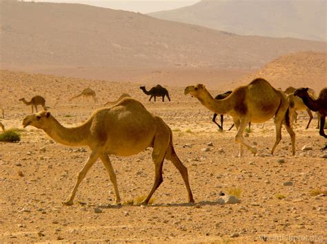 Camellos En Desierto De Siria