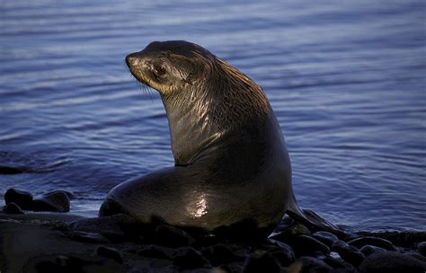 Fur Seals Australian Antarctic Program
