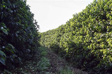 Farm Coffee Plantation In Brazil Stock Photo Image Of Environment