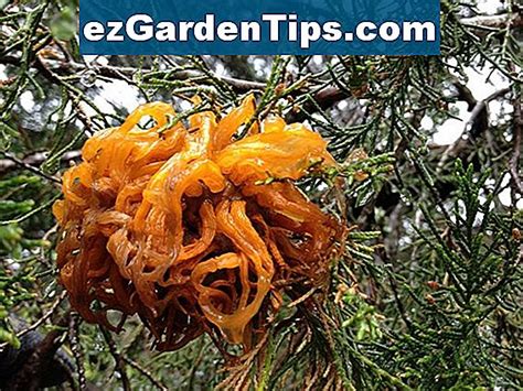 Italian cypress tree diseases pictures. Cypress Tree Disease 🌱 Sfaturi Grădinari - Ro.ezGardenTips.com