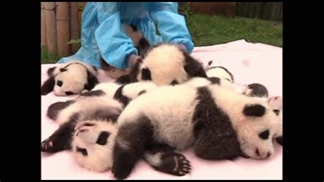 14 Newborn Panda Cubs Meet Visitors Youtube
