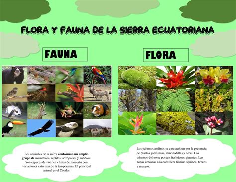 calaméo flora y fauna de la sierra ecuatoriana