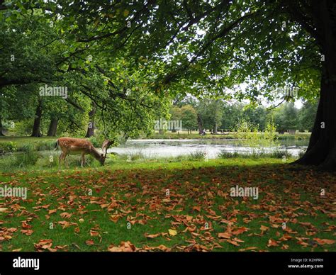 Grazing Deer By A Lake At Dunham Massey Deer Park Stock Photo Alamy