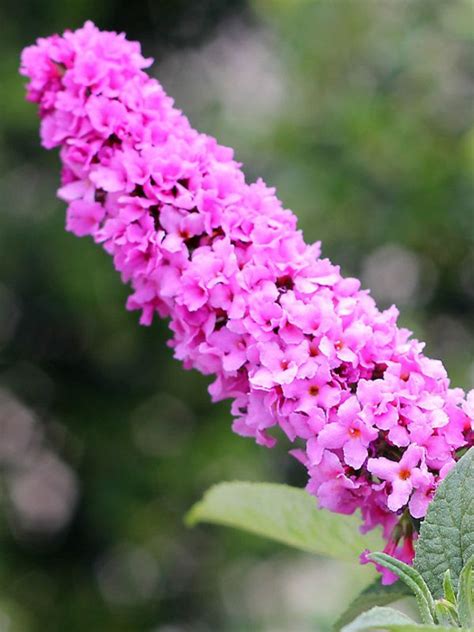 There is no mistaking the highly scented spiked flowers of buddleia bushes. Buddleia Pink Micro Chip -- Bluestone Perennials ...