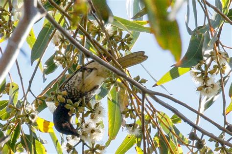 Critically Endangered Regent Honeyeaters And Swift Parrots Travel