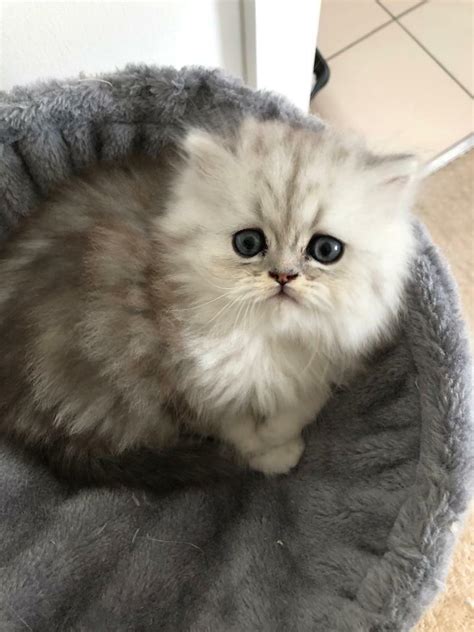 2 Silver Tabby Persian Kittens In Shirley West Midlands Gumtree