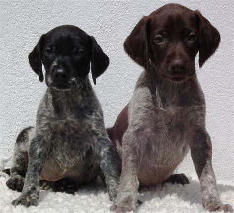 The german shorthaired pointer (gsp) is a medium to large sized breed of dog developed in the 19th century in germany for hunting. German Shorthaired Pointer puppies | Boston, Lincolnshire ...