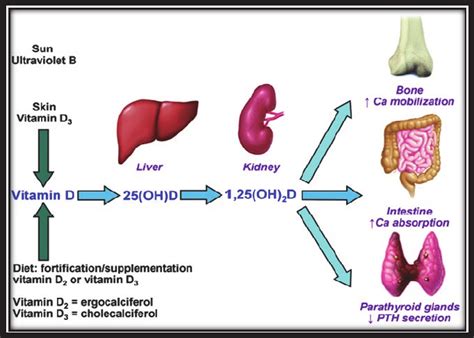 Jameson jl, de groot lj, de kretser dm, et al, eds. Vitamin D metabolism. Ca = calcium; 1, 25(OH)2D = 1,... | Download Scientific Diagram