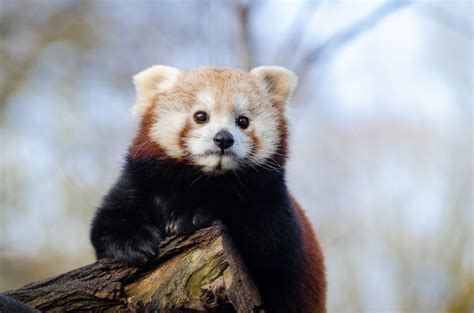 Bakgrundsbilder Snö Kall Vinter Vit Spela Ljuv Söt Björn Zoo