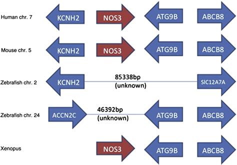 Comparison Of Nos3 Genes And Neighbouring Gene Loci In Human Mouse And