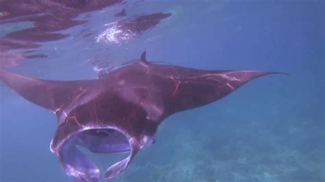 Sun Island Maldives Snorkelling With Manta Ray And Turtle Youtube
