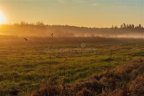 Morning Mist Fog Over Meadows Stock Photo Image Of Silhouette Dusk