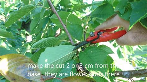 Dormant pruning is best done just before bud break in the spring. Summer Pruning For Cherry Trees In 4 Simple Steps | Prune ...