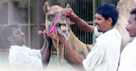 Basic facts about bactrian camel: Number Of Cases Of Animals Seeking Revenge From The Humans ...
