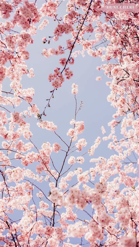 Cherry Blossom Aesthetic Phone Wallpapers Wallpaper Cave