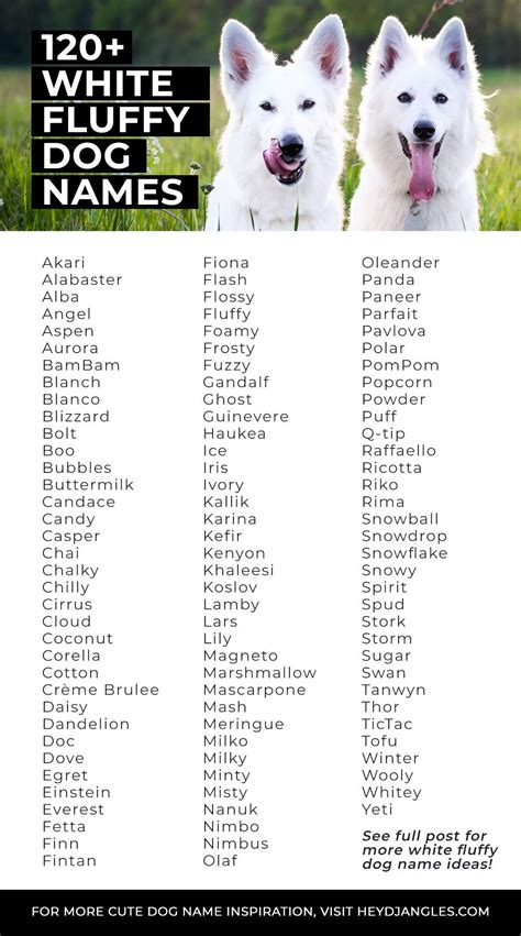 120 White Fluffy Dog Names Hey Djangles Dog Names White Fluffy