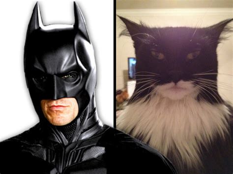A Cat That Looks Like Batman And Another Masquerading As Two