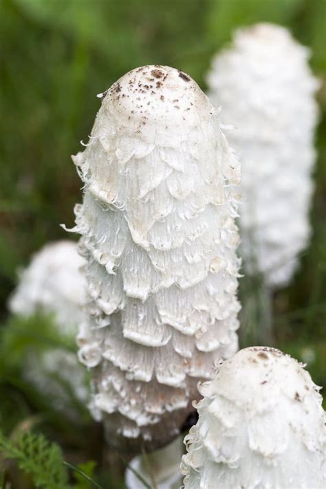 Long White Mushrooms Compilation Easy Recipes To Make At Home