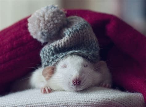 Free Download Cute Hat Mouse Inspiring Picture On Hd Wallpapers Update