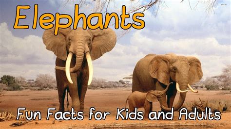 Amazing Facts About Elephants Fun Facts For Kids And Adults Youtube
