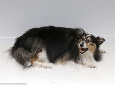Owners spend thousands freeze-drying their cats and dogs ...