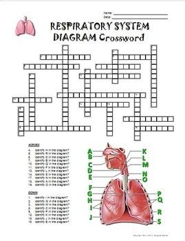 Complete the crossword, then click on check to check your answer. Respiratory System Crossword with Diagram {Editable} by Tangstar Science