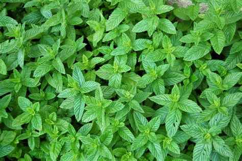 Plante Menthe Glaciale Menthe Ricqles Mentha Ricqles Plant Menthe