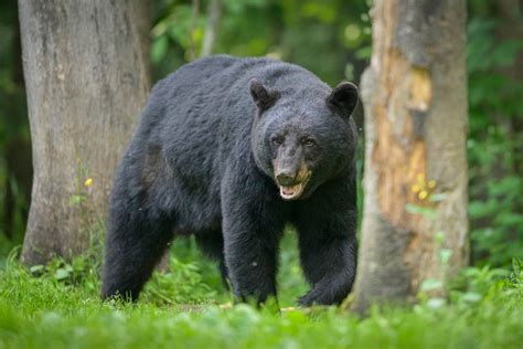 Washington Game Commission Ends Spring Bear Hunting Field And Stream