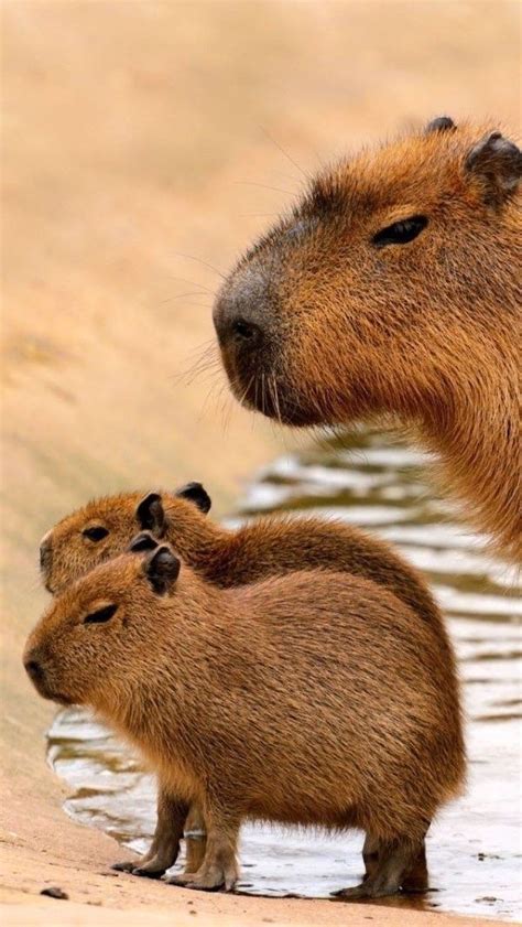 Capybara Cute Animals Animals Capybara