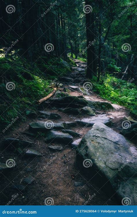 Landscape Of Dense Mountain Forest And Magic Path Between The Roots Of