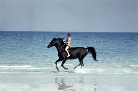 Any recommendations for other movies in which the title character is played by a horse? Meet Cass Ole, the Real 'Black Stallion' | HORSE NATION