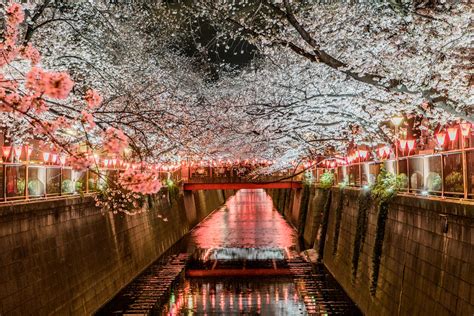 About The Cherry Blossoms Of Tokyos Meguro River Japan 2024