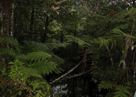 Visit Sinharaja Biosphere In Sri Lanka Audley Travel