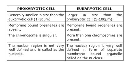 Give Four Differences Between Prokaryotic And Eukaryotic Cell