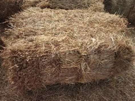 Dry Grass Mountain Hay Packaging Type Bales At Rs 1175kilogram In