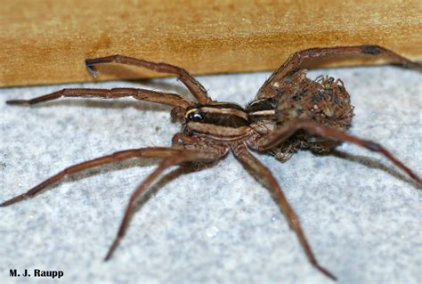 Just In Time For Halloween Spooky Spiders Invading Homes Wolf Spiders