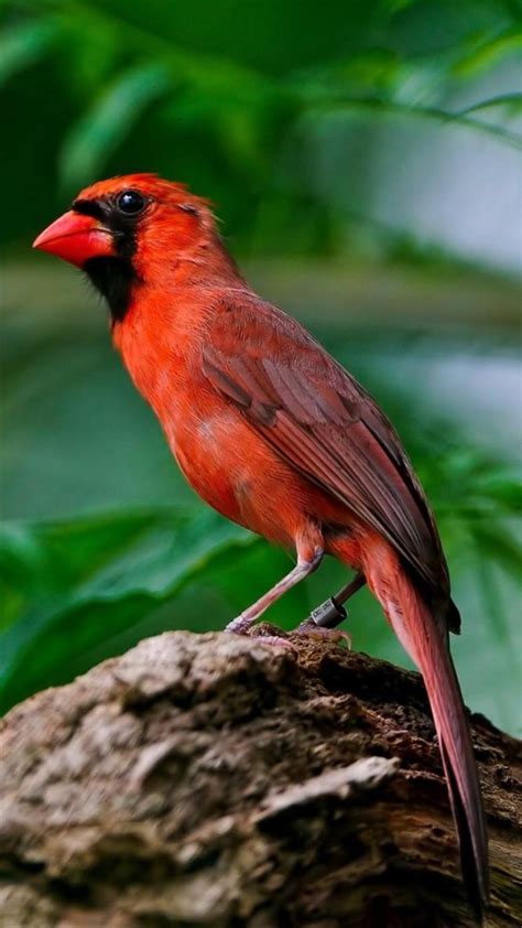 Red Bird Wallpaper Birds Hi Res Wallpaperuse