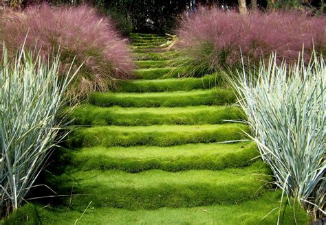 Drought tolerant withstands foot traffic and can cover your lawn like a thick blanket. Gardening 101: Zoysia Grass - Gardenista